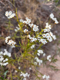 Small native mountain daisy earrings on huggies